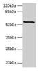 Transmembrane Protein 161A antibody, CSB-PA023735LA01HU, Cusabio, Western Blot image 