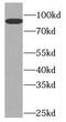 General Transcription Factor IIIC Subunit 4 antibody, FNab03717, FineTest, Western Blot image 