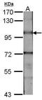 Bone Morphogenetic Protein Receptor Type 2 antibody, PA5-21437, Invitrogen Antibodies, Western Blot image 