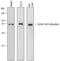 Acetyl-CoA Carboxylase Alpha antibody, AF6898, R&D Systems, Western Blot image 