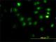 Chromosome Segregation 1 Like antibody, H00001434-M01, Novus Biologicals, Immunofluorescence image 