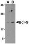 BCL2 Like 14 antibody, NBP1-77223, Novus Biologicals, Western Blot image 