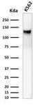 Sialophorin antibody, GTX34513, GeneTex, Western Blot image 