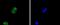 Histone Cluster 4 H4 antibody, NBP2-67773, Novus Biologicals, Immunofluorescence image 