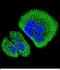 Sosondowah Ankyrin Repeat Domain Family Member D antibody, PA5-48293, Invitrogen Antibodies, Immunofluorescence image 