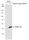 FLAG antibody, GTX77457, GeneTex, Western Blot image 