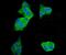 Eukaryotic Translation Elongation Factor 2 antibody, M00830-2, Boster Biological Technology, Immunofluorescence image 