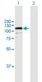 CDKN1A Interacting Zinc Finger Protein 1 antibody, H00025792-B01P, Novus Biologicals, Western Blot image 