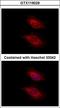 Tyrosyl-tRNA synthetase, mitochondrial antibody, LS-C155590, Lifespan Biosciences, Immunofluorescence image 