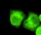 Nucleophosmin 1 antibody, M00450, Boster Biological Technology, Immunocytochemistry image 