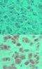 OTU Deubiquitinase 5 antibody, PA5-23355, Invitrogen Antibodies, Immunohistochemistry paraffin image 