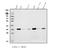 Transmembrane BAX Inhibitor Motif Containing 1 antibody, A10501-3, Boster Biological Technology, Western Blot image 