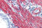 Actin Alpha 2, Smooth Muscle antibody, MBS245514, MyBioSource, Immunohistochemistry frozen image 