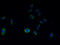 SVOP Like antibody, A51041-100, Epigentek, Immunofluorescence image 