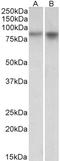 Nxf antibody, EB10571, Everest Biotech, Western Blot image 