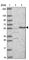 WD Repeat Domain 55 antibody, HPA048143, Atlas Antibodies, Western Blot image 