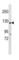 Ankyrin Repeat And Sterile Alpha Motif Domain Containing 1A antibody, abx034738, Abbexa, Western Blot image 