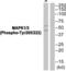 Spleen Associated Tyrosine Kinase antibody, abx012728, Abbexa, Western Blot image 