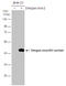 Dengue virus antibody, GTX103346, GeneTex, Western Blot image 