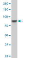 Ribosomal Protein S6 Kinase A6 antibody, LS-C133730, Lifespan Biosciences, Western Blot image 