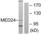 Mediator Complex Subunit 24 antibody, abx013322, Abbexa, Western Blot image 