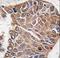 AKT Serine/Threonine Kinase 2 antibody, LS-C98940, Lifespan Biosciences, Immunohistochemistry frozen image 
