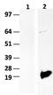 Baculoviral IAP repeat-containing protein 5 antibody, M00379-HRP, Boster Biological Technology, Western Blot image 