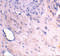Arl6ip antibody, 3305, ProSci, Immunohistochemistry frozen image 