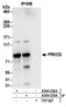 Protein Kinase C Theta antibody, A304-233A, Bethyl Labs, Immunoprecipitation image 