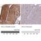 Cofilin 2 antibody, NBP2-38544, Novus Biologicals, Immunohistochemistry paraffin image 