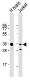 G Protein Subunit Beta 1 antibody, MBS9212681, MyBioSource, Western Blot image 