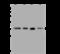 Annexin A1 antibody, 203969-T34, Sino Biological, Western Blot image 