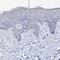 Triadin antibody, HPA038226, Atlas Antibodies, Immunohistochemistry frozen image 