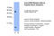 Asporin antibody, ARP42487_T100, Aviva Systems Biology, Western Blot image 