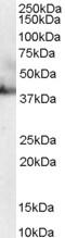 Ribonucleic Acid Export 1 antibody, EB06838, Everest Biotech, Western Blot image 