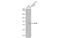 Scavenger receptor class B member 1 antibody, GTX113645, GeneTex, Western Blot image 