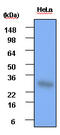 Heat Shock Protein Family B (Small) Member 1 antibody, LS-B2932, Lifespan Biosciences, Western Blot image 
