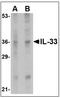 Interleukin 33 antibody, AP08936PU-N, Origene, Western Blot image 