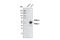Peroxisome Proliferator Activated Receptor Gamma antibody, 2443S, Cell Signaling Technology, Western Blot image 