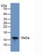 Galectin 7B antibody, LS-C690557, Lifespan Biosciences, Western Blot image 