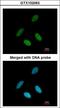 Nuclear RNA Export Factor 1 antibody, LS-C185459, Lifespan Biosciences, Immunocytochemistry image 