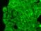 Potassium Calcium-Activated Channel Subfamily U Member 1 antibody, MA5-27598, Invitrogen Antibodies, Immunofluorescence image 