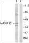 Heterogeneous nuclear ribonucleoprotein C antibody, orb96022, Biorbyt, Western Blot image 