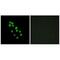 Iroquois Homeobox 2 antibody, A12205, Boster Biological Technology, Immunofluorescence image 