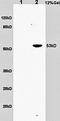 SLAM Family Member 9 antibody, orb13313, Biorbyt, Western Blot image 