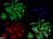 Coagulation Factor VIII antibody, NB100-91761, Novus Biologicals, Immunofluorescence image 
