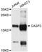 Caspase 3 antibody, abx125414, Abbexa, Western Blot image 