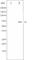 LIM Domain Kinase 1 antibody, abx011920, Abbexa, Western Blot image 