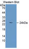 Growth Arrest And DNA Damage Inducible Gamma antibody, LS-C373762, Lifespan Biosciences, Western Blot image 