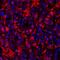 Arginase 1 antibody, A700-036, Bethyl Labs, Immunohistochemistry paraffin image 